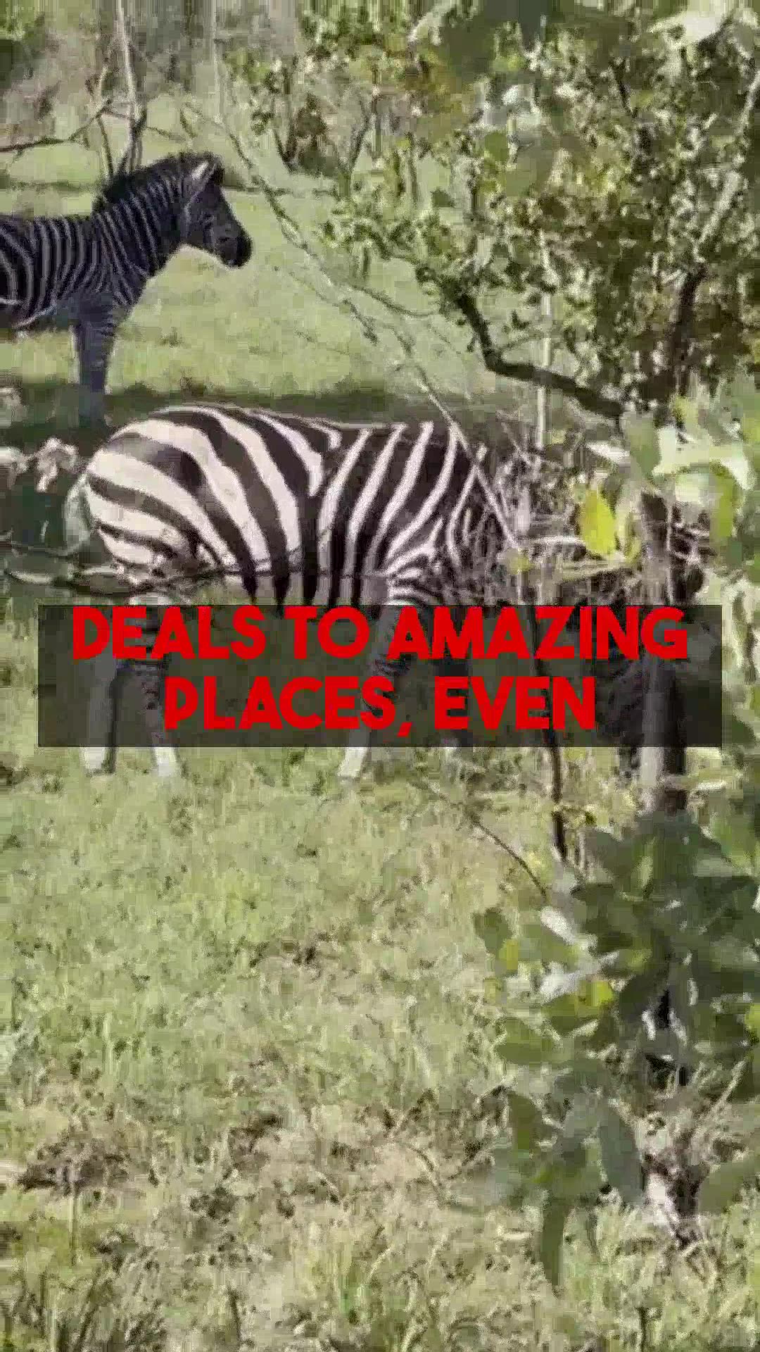 Essential Travel Tips for Cheap Birdwatching Trips