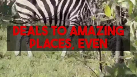 Essential Travel Tips for Cheap Birdwatching Trips