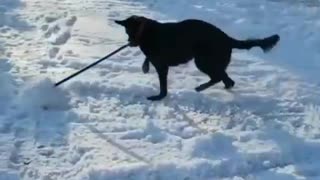 Tailed assistant.