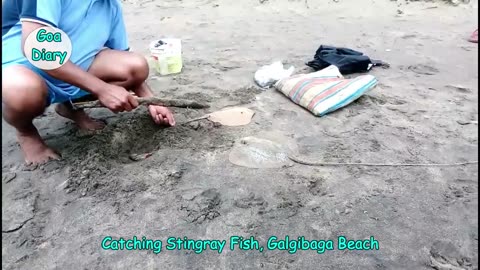 Galjibagh beach- catching Stingray Fish- Goa Travel Vlog