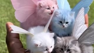 Fairy Kittens Just Dropped Into Reality and Broke the Internet 🧚‍♀️🐱✨