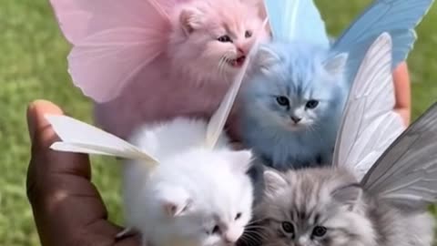 Fairy Kittens Just Dropped Into Reality and Broke the Internet 🧚‍♀️🐱✨
