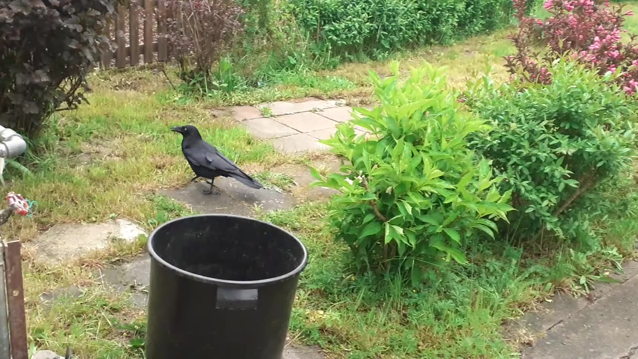Rabe Krähe 05/25 Leinegärten Leipzig
