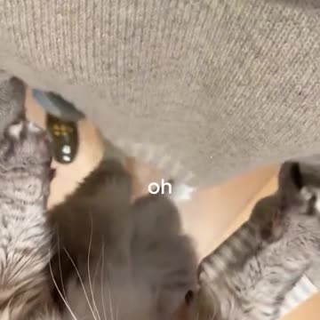 Jennifer Garner takes part of trend and spins her cat around