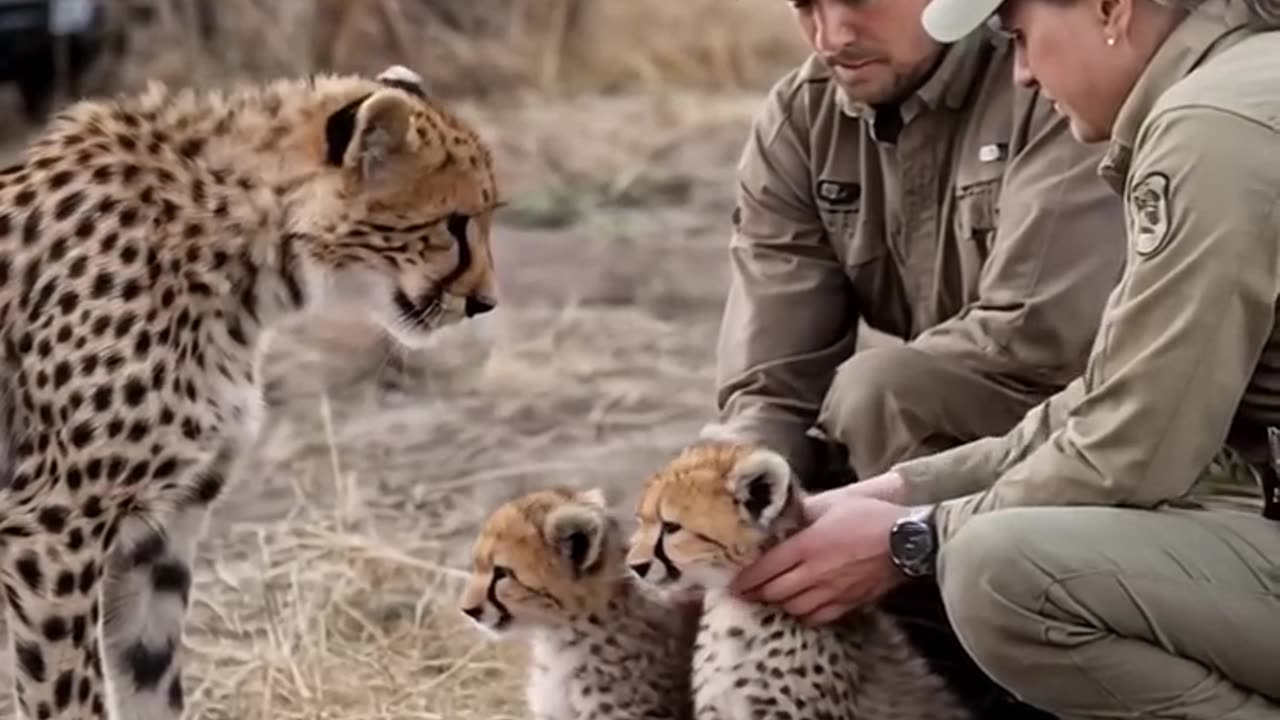 Trapped Cheetah Freed by Rescuers' Intervention