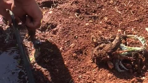 Planting of taro root rhizome #taro
