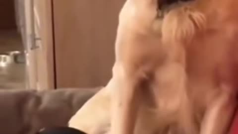 Stubborn but cute!