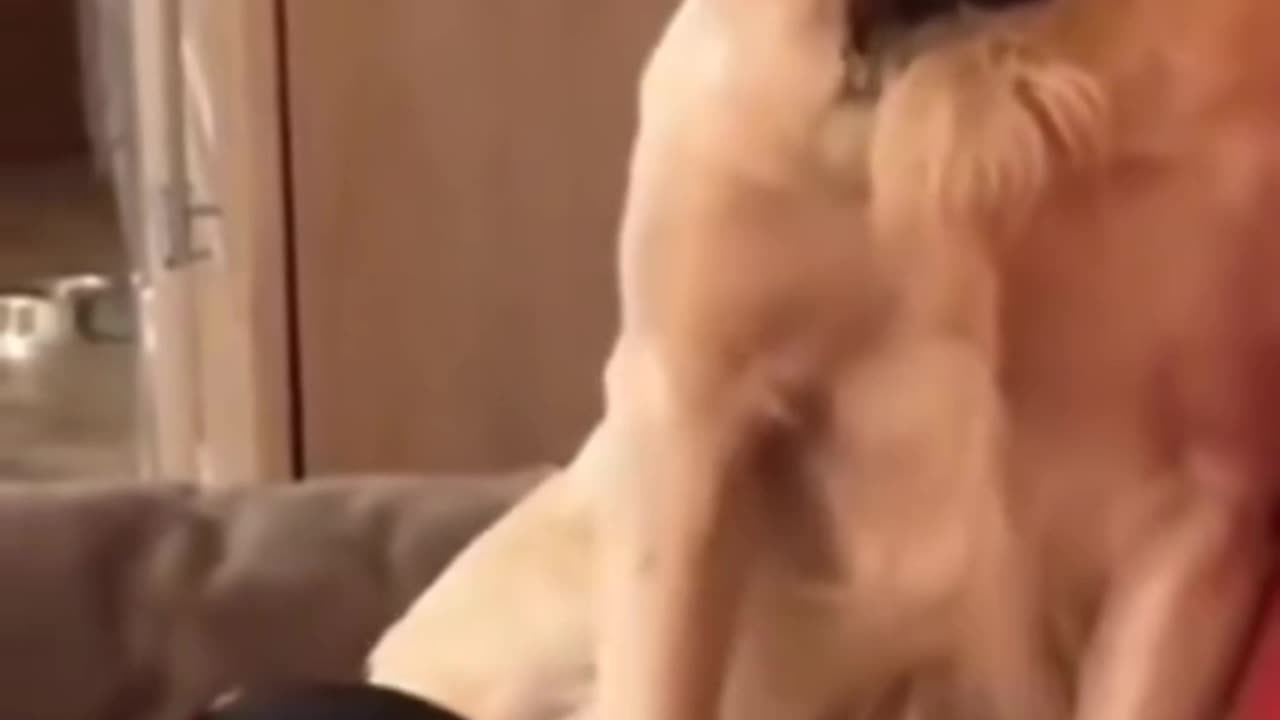 Stubborn but cute!