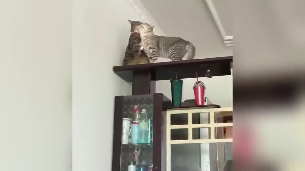 Cats_dog_entertaining_combo