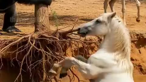 Gorilla helps Mother Horse Save Baby From Quicksand! #rescue #animals #Wildlife