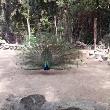 peacock