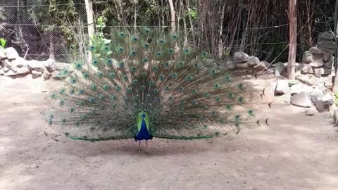 peacock