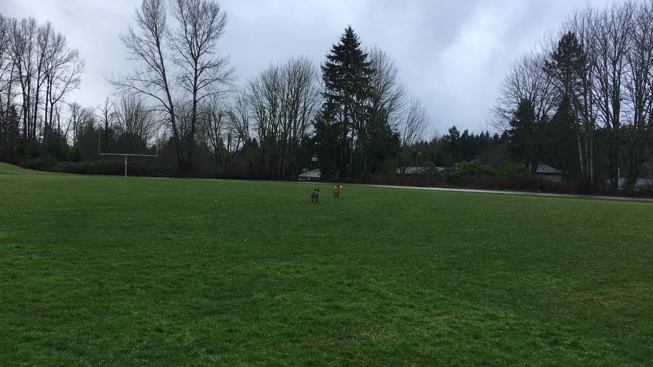 hoop chase 239823098403298