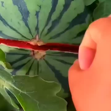 World's Most Expensive Watermelon - Japanese Black Watermelon Cultivation Black Watermelon Farm 2023