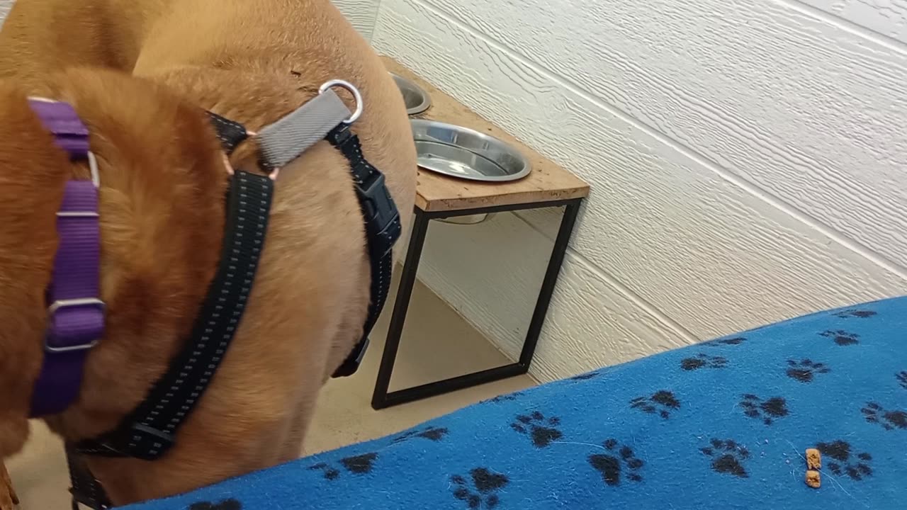 Nico 7y A841130 love had less tiring medicine, so was more busy@TRN, from kennel 115 PACC shelter