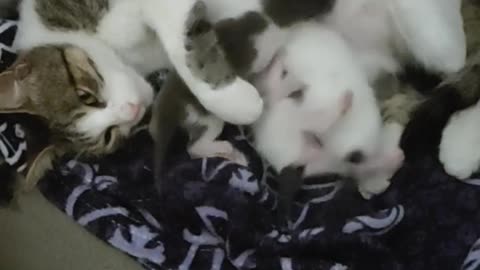 cose che non sapevi sui gatti