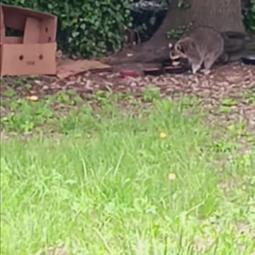 Raccoon eating