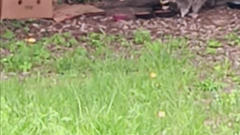 Raccoon eating