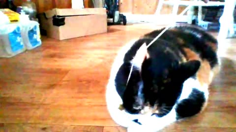 MY CAT PEBBLES !! DAY IN THE LIFE!! (720p)