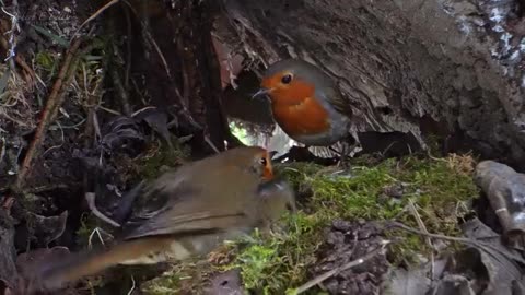 Swallow 🎀😱😱😱🦅🐦🐦🐦🐦🐦🐦🐤🐤🐤🐤🐤🪿🪿🪿🪿