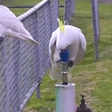 Hydration hacks Sydney's cockatoos master the bubbler! - news.com.au (720p, h264)
