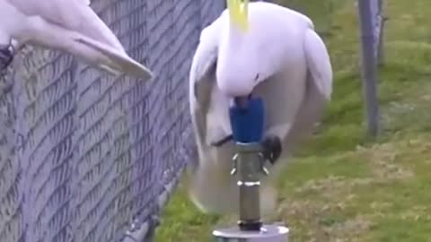 Hydration hacks Sydney's cockatoos master the bubbler! - news.com.au (720p, h264)