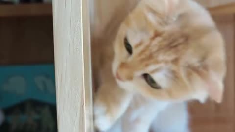 Kitten with his problem