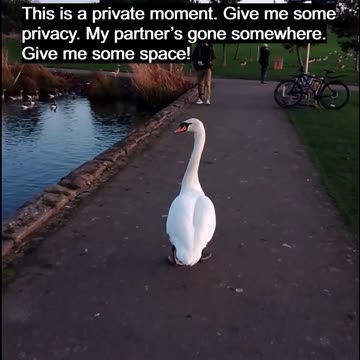 This Is Not Swan Lake