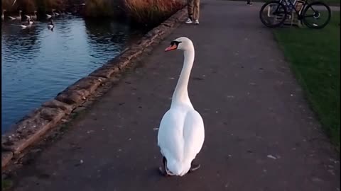 This Is Not Swan Lake