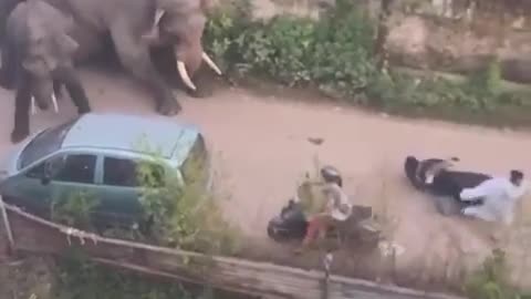 🤣🐘 When an Elephant Pauses in Surprise! | FunFM