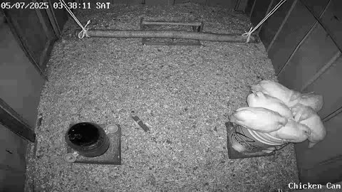Millar Time Chicken Cam
