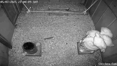 Millar Time Chicken Cam