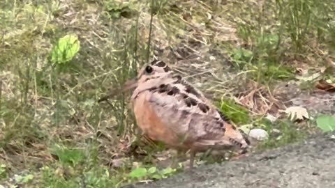 Dancing Woodcock at the Quabbin Reservoir in Massachusetts