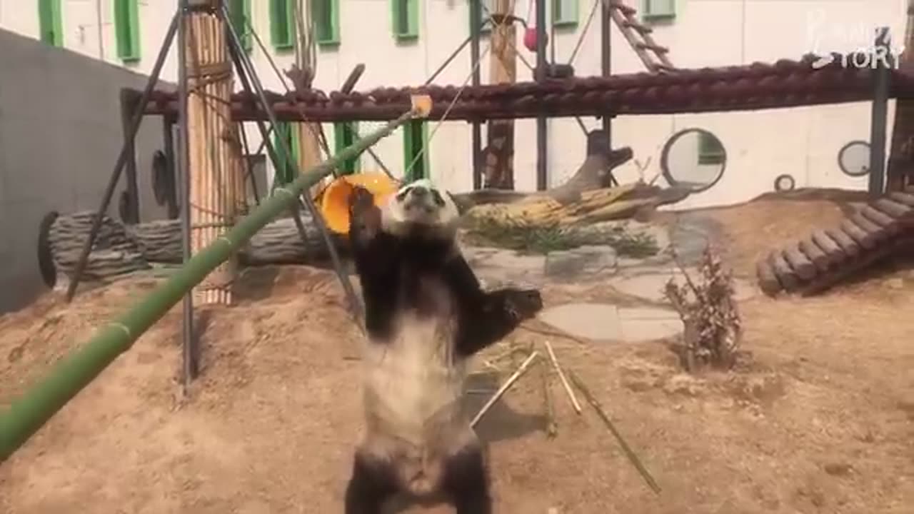 #Panda #FunnyPanda #CuteAnimals #PandaCompilation