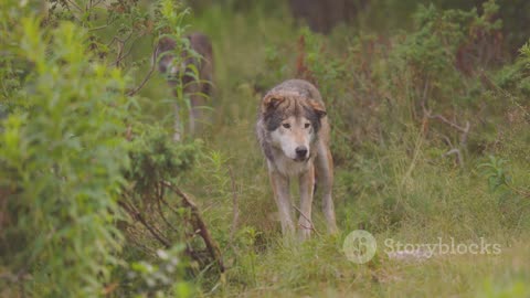Wolves in Action-The Art of the Hunt