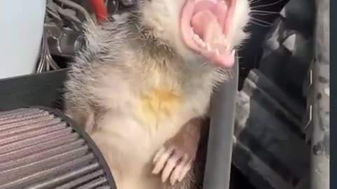 Where the wildlife scent comes from 🤣