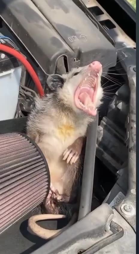 Where the wildlife scent comes from 🤣