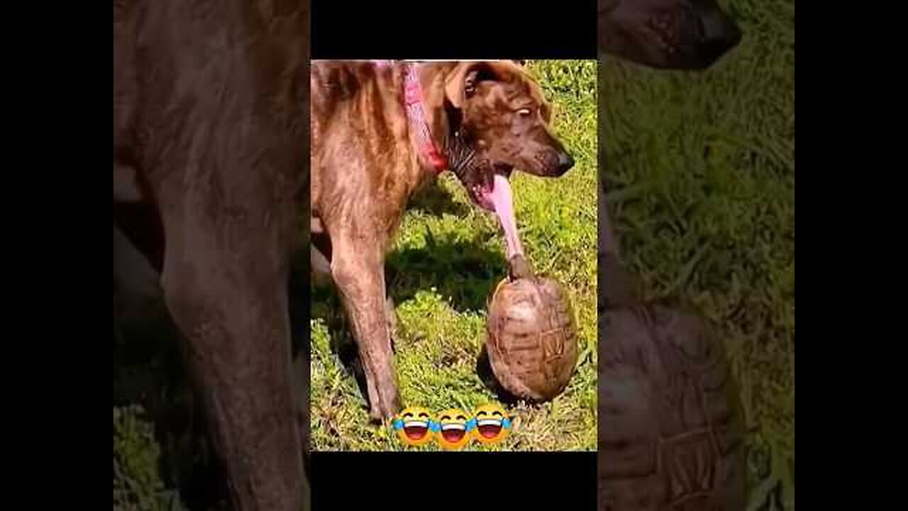 Funny video #dog #funny #puppy #pets #animal