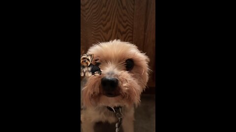 my nanas dog