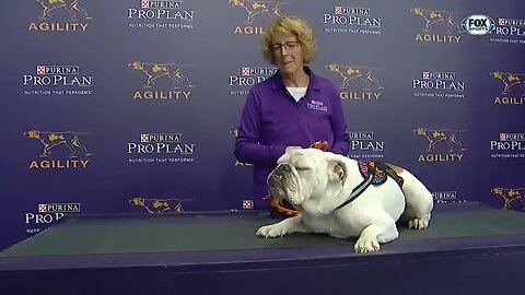 amazing sports where a dog can participate