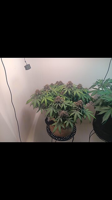 Mimosa Cake week 13 day 3