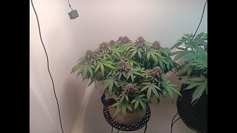 Mimosa Cake week 13 day 3