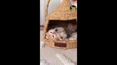 Cute domestic cats