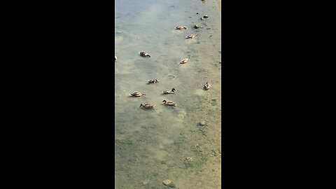 Mallard Ducks 🦆 #mallardducks #shorts #viral #trending #ducks #followme