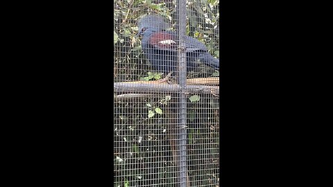 Blue Crowned pigeon #pigeon #shorts #viral #followme #trending