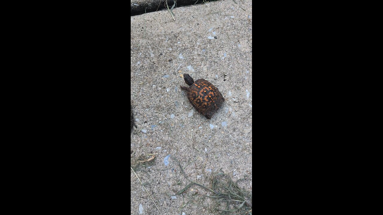 turtle