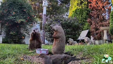 ❄️🌨️☃️Winter Snow & Critters ❄️🌨️☃️ #Groundhog #Skunk #Birds # Raccoon #Possum #Nature #Squirrels