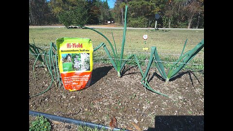 Fertilizing Our Winter Onions 11/29/25