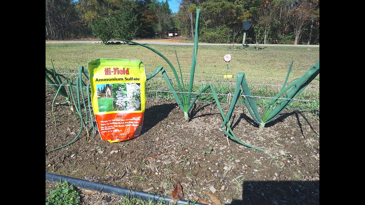Fertilizing Our Winter Onions 11/29/25