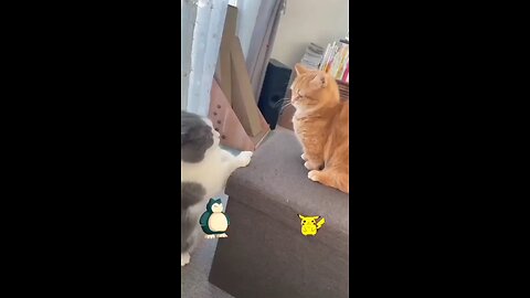 cat fight
